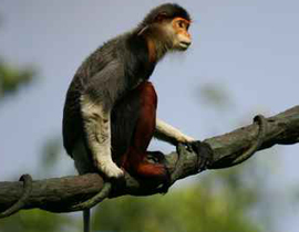 القبض على أندونسيين يروجان لكفتة القرود! صورة رقم 1