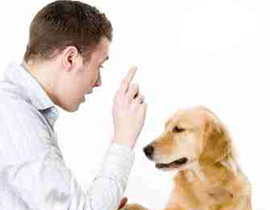 حبس بحريني بتهمة الاستيلاء على كلب صديقه! صورة رقم 1