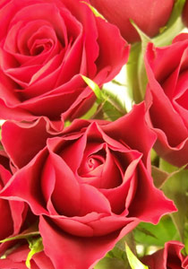 يا ورد مين يشتريك.. اجواء اوروبا تتعطر بورود غزة صورة رقم 1