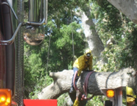 سنديانة تخرب بيوت الناس وتزرع الحروبات بين الألمان والهولندين! صورة رقم 1