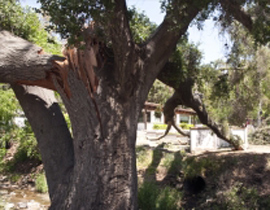 سنديانة تخرب بيوت الناس وتزرع الحروبات بين الألمان والهولندين! صورة رقم 2