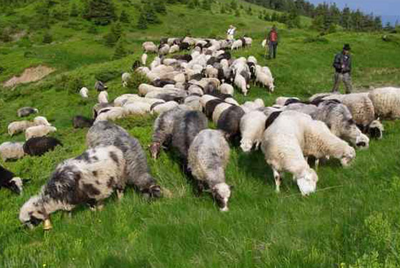 مسنة سعودية تطالب موظف التعداد بإحصاء أغنامها صورة رقم 1