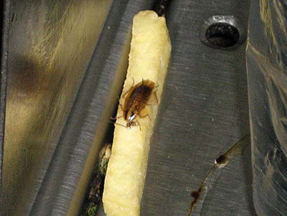 تغريم كنتاكي بـ 19 ألف جنية استرليني بسبب صرصور  صورة رقم 2