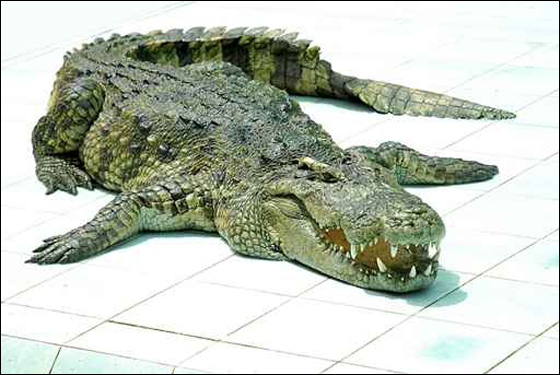 تماسيع في منازل سكان البرازيل! صورة رقم 1