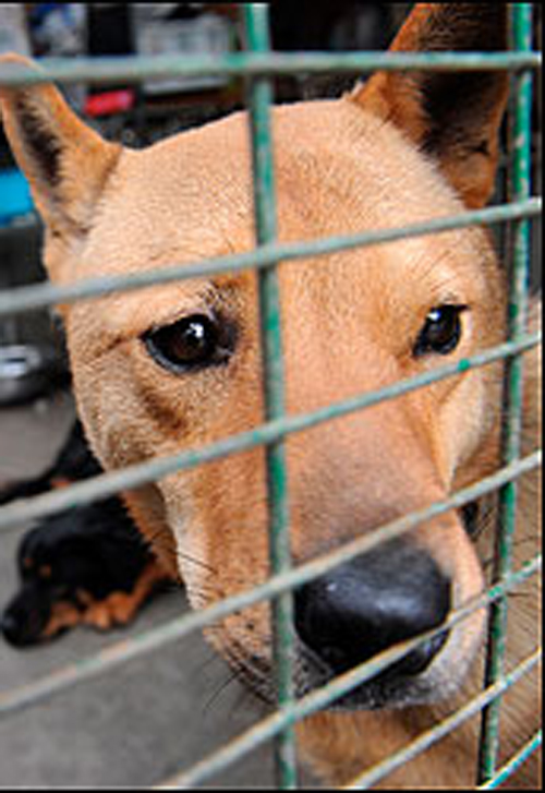 لحم الكلاب بين قائمة الطعام لرواد الفضاء!!  صورة رقم 4