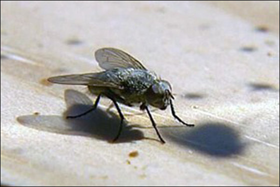 طرد  مليء بالذباب الحيّ الطنان يثير ذعر حكومة نيوزيلندا صورة رقم 2