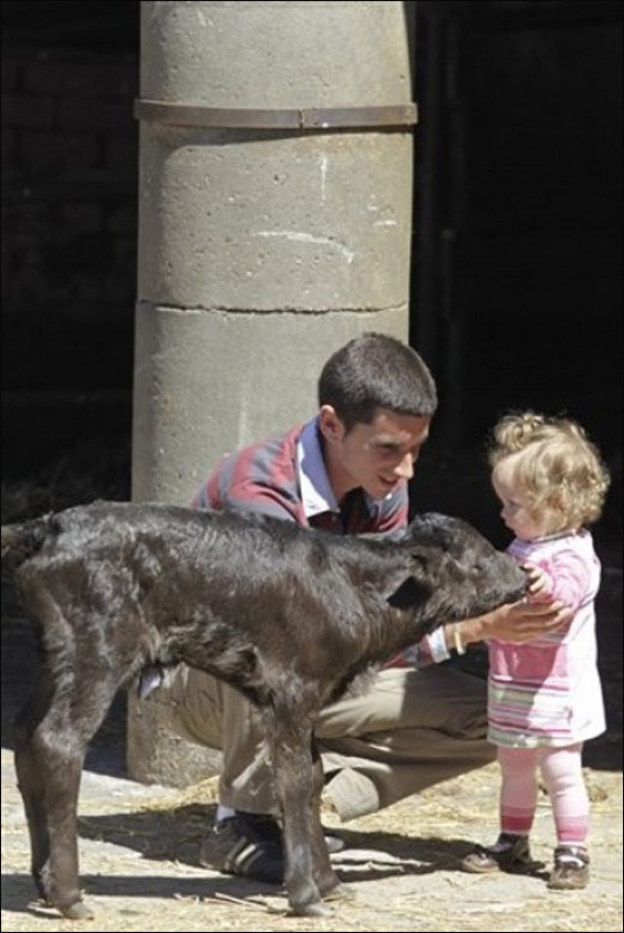 اسبانيا تشهد اول مولد لثور مصارع مستنسخ صورة رقم 3 اسبانيا تشهد اول مولد لثور مصارع مستنسخ صورة رقم 3