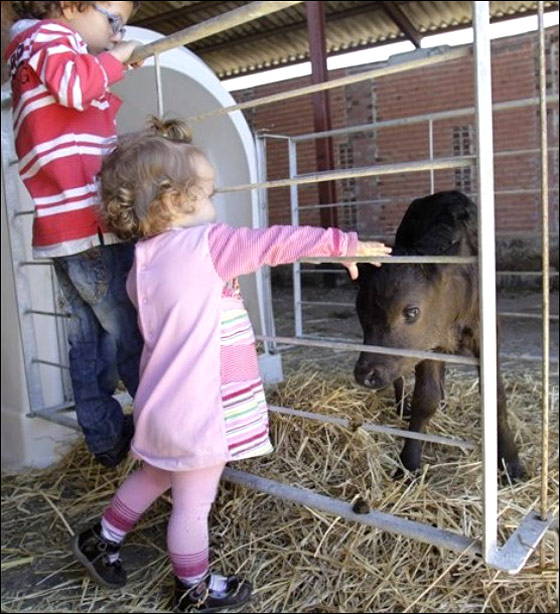 اسبانيا تشهد اول مولد لثور مصارع مستنسخ صورة رقم 6 اسبانيا تشهد اول مولد لثور مصارع مستنسخ صورة رقم 6