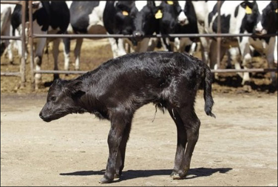 اسبانيا تشهد اول مولد لثور مصارع مستنسخ صورة رقم 5 اسبانيا تشهد اول مولد لثور مصارع مستنسخ صورة رقم 5