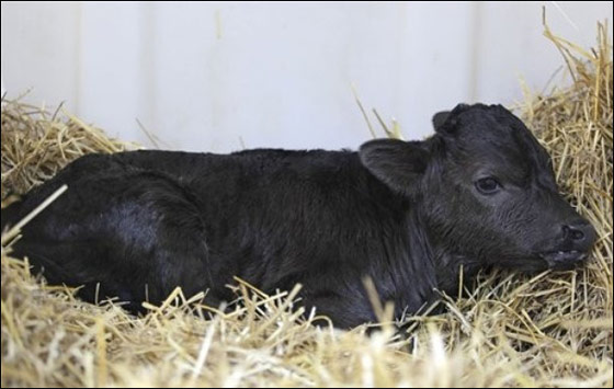 اسبانيا تشهد اول مولد لثور مصارع مستنسخ صورة رقم 2 اسبانيا تشهد اول مولد لثور مصارع مستنسخ صورة رقم 2