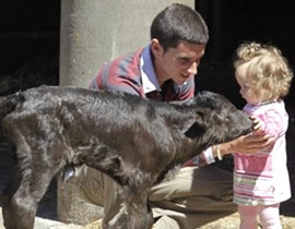 اسبانيا تشهد اول مولد لثور مصارع مستنسخ صورة رقم 1 اسبانيا تشهد اول مولد لثور مصارع مستنسخ صورة رقم 1