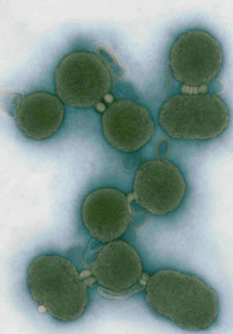 الأزهر: انتاج خلايا حيّة غير محرّم شرعًا!! صورة رقم 1 الأزهر: انتاج خلايا حيّة غير محرّم شرعًا!! صورة رقم 1