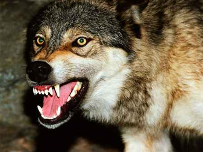 مصر: إصابة 12 مواطن بينهم خمسة أطفال في مهاجمة ذئب للصلاة صورة رقم 1 مصر: إصابة 12 مواطن بينهم خمسة أطفال في مهاجمة ذئب للصلاة صورة رقم 1