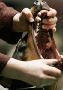 كلاب مسعورة تقتل طفلا مصريا وقرويون يقتلون 220 كلبا صورة رقم 1 كلاب مسعورة تقتل طفلا مصريا وقرويون يقتلون 220 كلبا صورة رقم 1