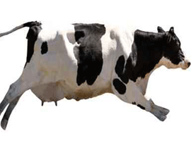 وعد لبقرة: لن تدخلي المسلخ بعد الأن! صورة رقم 1 وعد لبقرة: لن تدخلي المسلخ بعد الأن! صورة رقم 1