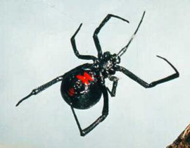 الأرملة السوداء القاتلة داخل أكياس العنب! صورة رقم 1