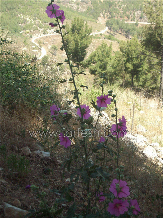 معلمو المدرسة الاعدادية معلمو المدرسة الاعدادية