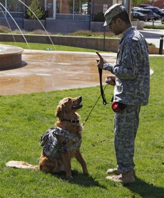 كلاب جنود أمريكا لا تقل أهمية عنهم!! صورة رقم 2 كلاب جنود أمريكا لا تقل أهمية عنهم!! صورة رقم 2