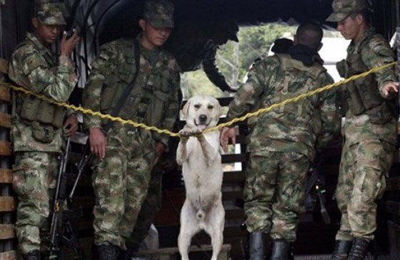 كلاب جنود أمريكا لا تقل أهمية عنهم!! صورة رقم 3 كلاب جنود أمريكا لا تقل أهمية عنهم!! صورة رقم 3