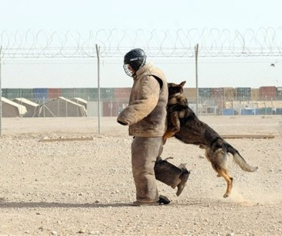 كلاب جنود أمريكا لا تقل أهمية عنهم!! صورة رقم 6 كلاب جنود أمريكا لا تقل أهمية عنهم!! صورة رقم 6