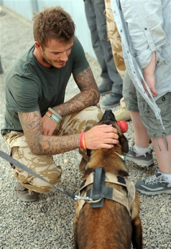 كلاب جنود أمريكا لا تقل أهمية عنهم!! صورة رقم 4 كلاب جنود أمريكا لا تقل أهمية عنهم!! صورة رقم 4