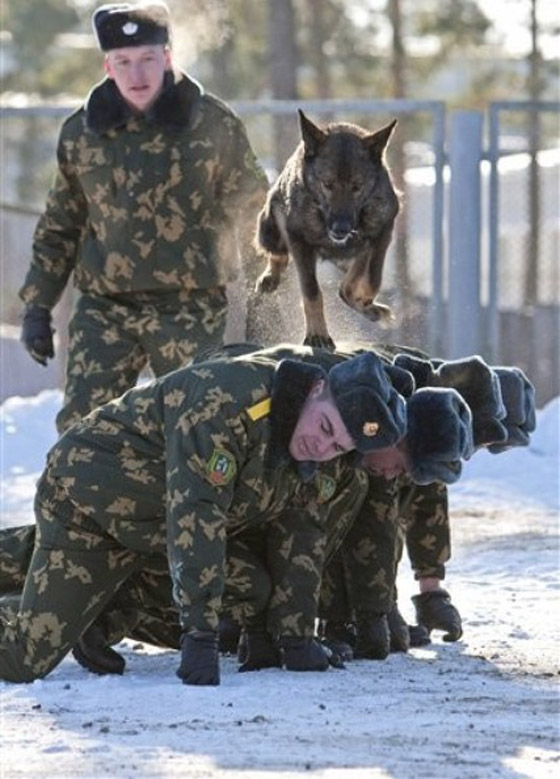 كلاب جنود أمريكا لا تقل أهمية عنهم!! صورة رقم 10 كلاب جنود أمريكا لا تقل أهمية عنهم!! صورة رقم 10