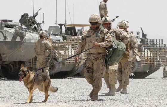 كلاب جنود أمريكا لا تقل أهمية عنهم!! صورة رقم 5 كلاب جنود أمريكا لا تقل أهمية عنهم!! صورة رقم 5