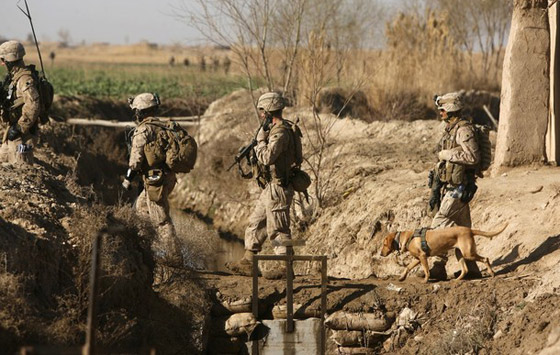 كلاب جنود أمريكا لا تقل أهمية عنهم!! صورة رقم 11 كلاب جنود أمريكا لا تقل أهمية عنهم!! صورة رقم 11