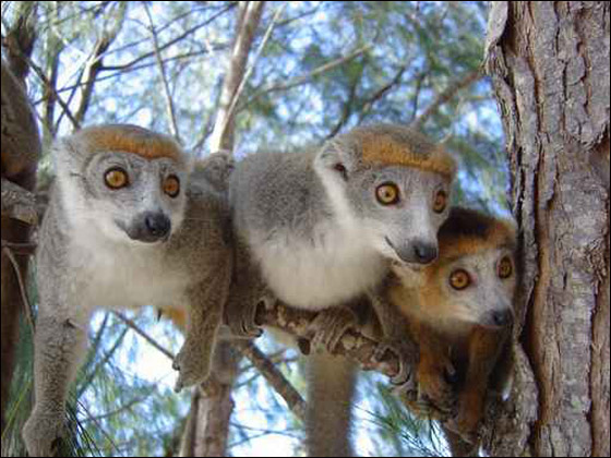 حالة من الفزع بعد مداهمة قرود لمصنع في الاردن صورة رقم 1 حالة من الفزع بعد مداهمة قرود لمصنع في الاردن صورة رقم 1