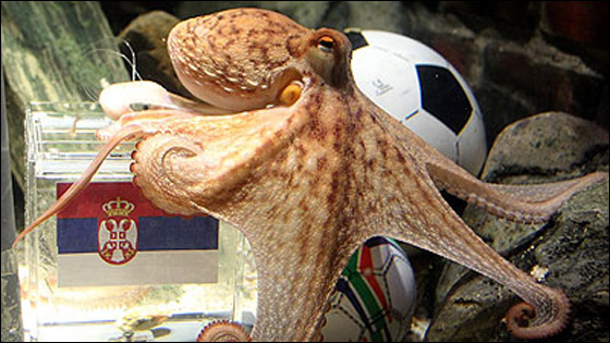 موت الاخطبوط بول.. المتكهن الاول في تاريخ الكرة!!  صورة رقم 9