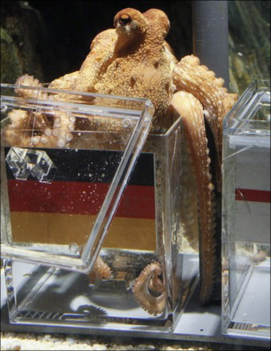 موت الاخطبوط بول.. المتكهن الاول في تاريخ الكرة!!  صورة رقم 10