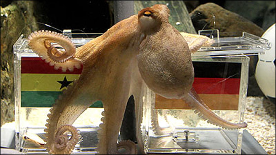 موت الاخطبوط بول.. المتكهن الاول في تاريخ الكرة!!  صورة رقم 12