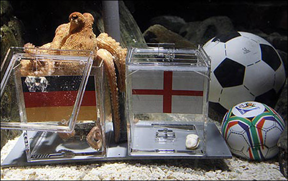 موت الاخطبوط بول.. المتكهن الاول في تاريخ الكرة!!  صورة رقم 15