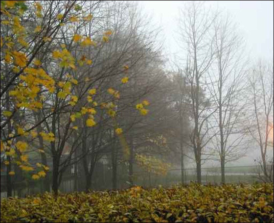 مصرع طفلة نتيجة سقوط فرع شجرة عليها! صورة رقم 1