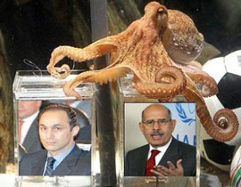 الأخطبوط بحاجة لحراس شخصيين بعد تنبؤه برآسة البرادعي لمصر!  صورة رقم 1