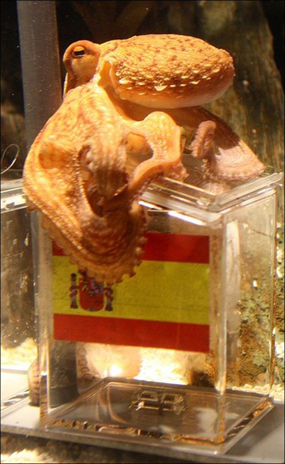 الأخطبوط بحاجة لحراس شخصيين بعد تنبؤه برآسة البرادعي لمصر!  صورة رقم 4