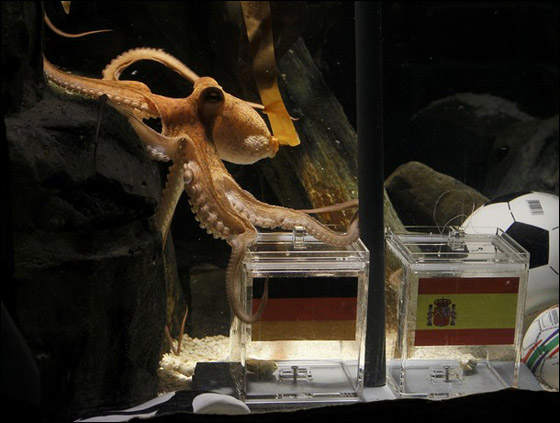 الأخطبوط بحاجة لحراس شخصيين بعد تنبؤه برآسة البرادعي لمصر!  صورة رقم 7