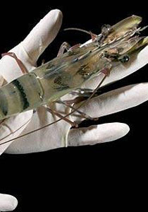 علماء استراليين ينجحوا في استنباط الجمبري النمر! صورة رقم 1