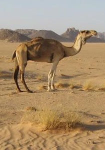 عجوز يركب ناقة يوم زفافه لتوصله الى قاعة الاحتفال! صورة رقم 1