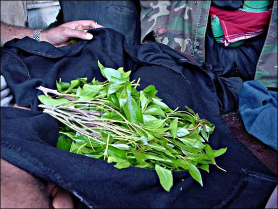 آخر ابتكارات الارهابين: نبتة القات ناسفة!! صورة رقم 1 آخر ابتكارات الارهابين: نبتة القات ناسفة!! صورة رقم 1