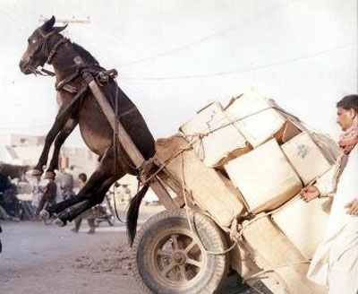 مصر: يتاجر بالمخدرات بصحبة حصانه!! صورة رقم 1 مصر: يتاجر بالمخدرات بصحبة حصانه!! صورة رقم 1