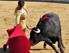 هل سيتم اقرار قانون يمنع اقامة مصارعة الثيران؟! صورة رقم 1 هل سيتم اقرار قانون يمنع اقامة مصارعة الثيران؟! صورة رقم 1