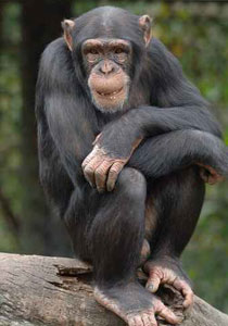 ذعر وهلع أثناء فرار قرد ضخم من الحديقة في مصر!! صورة رقم 1