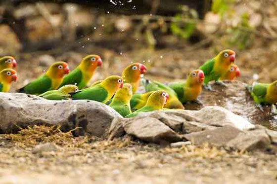 مصادرة 6 طيور بمطار القاهرة واعدامهم!! صورة رقم 1