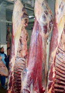 فتوى جزائرية: تحريم أكل اللحم الهندي لأنهم ليسوا من اهل الكتاب! صورة رقم 2