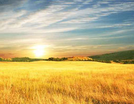 تصعيد اسعار القمح  الامريكي باكثر من 6%!! صورة رقم 1