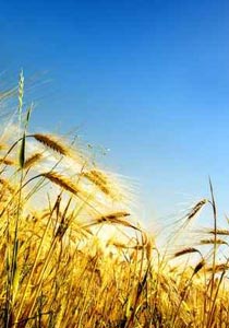 أزمة القمح تتفاقم في مصر والمخزون يكفي لأربعة شهور! صورة رقم 1