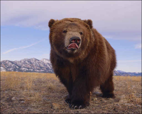 دب ينتزع اب من احضان عائلته ويلتهمه! صورة رقم 1 دب ينتزع اب من احضان عائلته ويلتهمه! صورة رقم 1