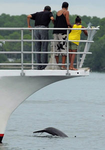 أوباما يسبح مع ابنته في خليج المكسيك ليقول: الكارثة انتهت!  صورة رقم 1