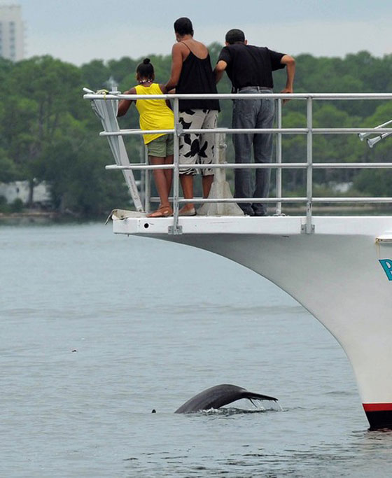 أوباما يسبح مع ابنته في خليج المكسيك ليقول: الكارثة انتهت!  صورة رقم 3